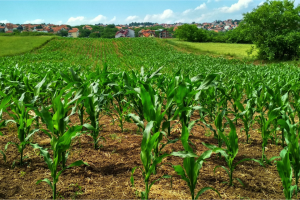 Agricoltura 4.0: Scenari, opportunità e ruolo del legislatore